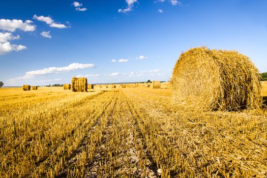 field, on which grow grain during harvest company