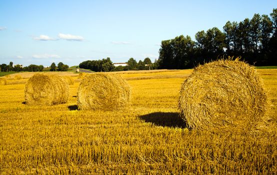 field, on which grow grain during harvest company