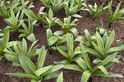 large garlic - of receiving seeds.