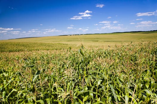 agricultural field where they grow corn