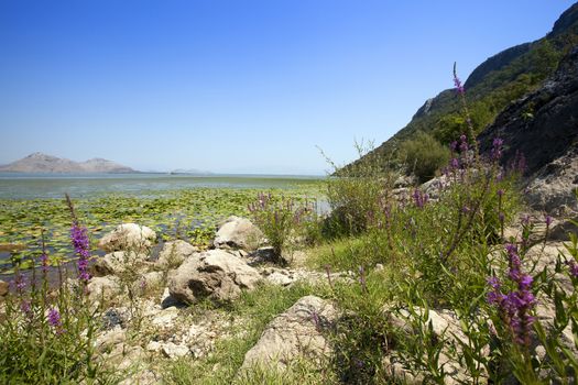  the photo of Lake Skadar in summertime of year