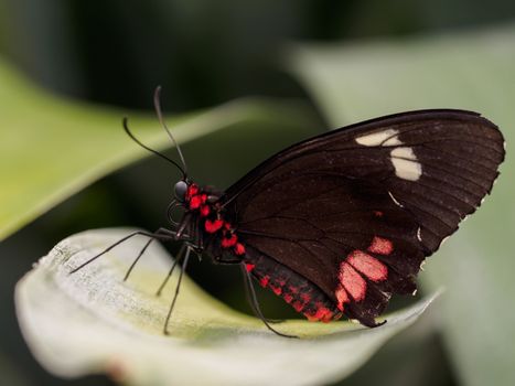 Black and red Doris butterfly on a leaf