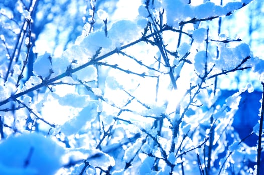 Winter time. Snow and ice on branches.