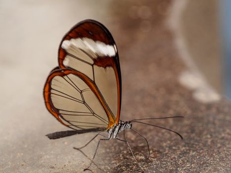 Greta oto, Glass wing butterfly with reflection on marmer