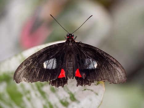 Black and red Doris butterfly on a leaf in wingspan view