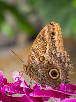Large own butterfly on a pink orchid flower