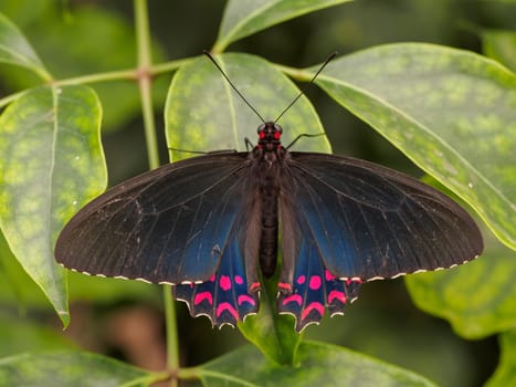 Colorful velvet rose butterfly resting on a vibrant green leaf