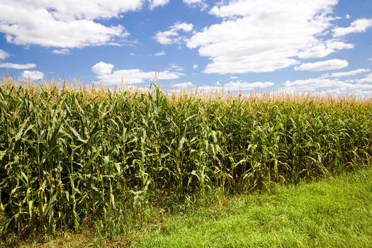 agricultural field where they grow corn
