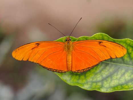 Orange drias julia butterfly on a tropical leaf