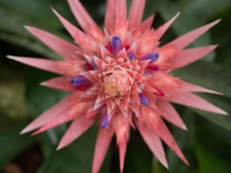 Spike pink Aechmea Fasciata tropical flower, also known as Urn plant.