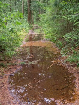 Big puddles on a pine straw path through dutch forest