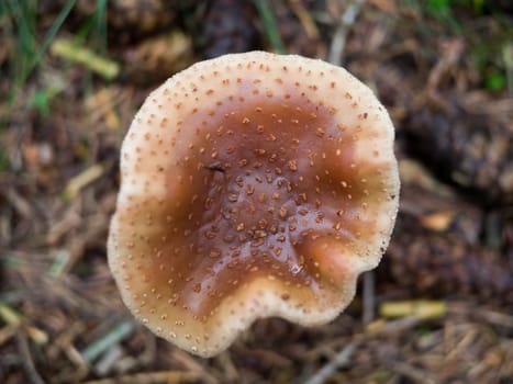 Top view closeup of a saffron milk cap in a dutch forest