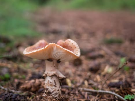 Closeup of a saffron milk cap in a dutch forest