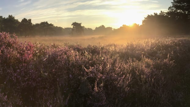Bright sunrise over blooming purple heathland area