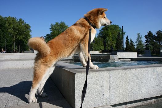 Puppy of Japanese dog Akita Inu standing on the edge of fountain in public park