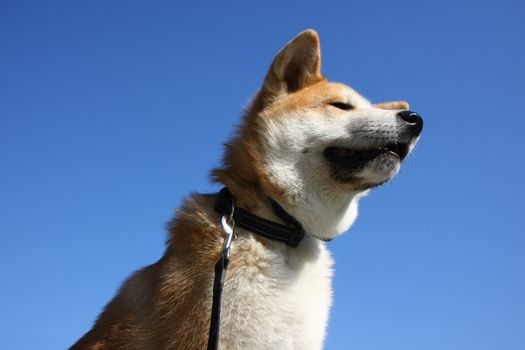 Portrait of great Japanese dog Akita Inu