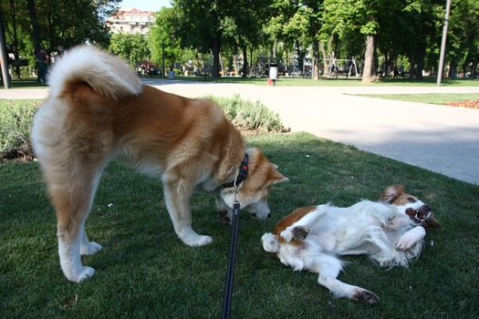 Puppy of Akita Inu playing with another dog ni public park