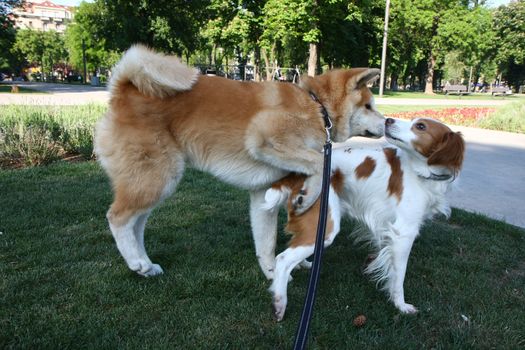 Puppy of Akita Inu playing with another dog in public park