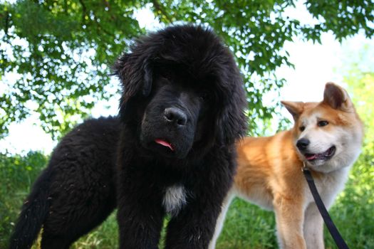 Posing puppies of Akita Inu and Newfoundland dog