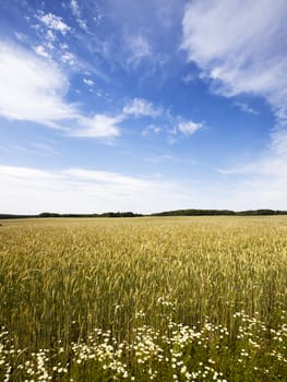 agricultural field where grow green unripe grains