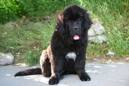 Cute puppy of Newfoundland dog posing on the street