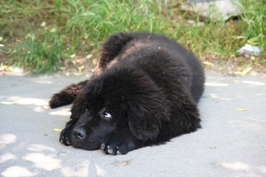 Cute puppy of Newfoundland dog loafing on the street