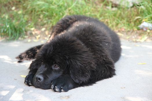 Cute puppy of Newfoundland dog loafing on the street