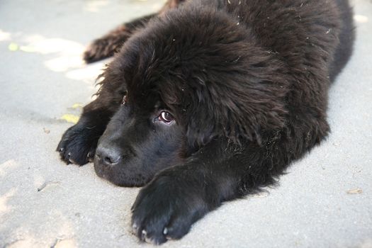 Portrait of the cute puppy of Newfoundland dog 