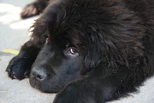 Portrait of the cute puppy of Newfoundland dog