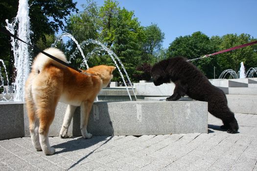 Puppies of Akita Inu and Newfaundlander want to drink water in public fountain