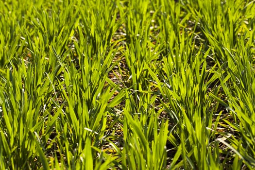   ranks of sprouts of recently grown green wheat. small depth of sharpness