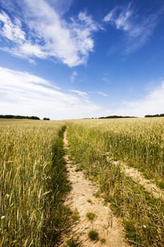   the road from the cars, being in a field on which wheat grows