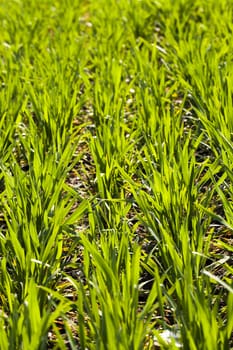   ranks of sprouts of recently grown green wheat. small depth of sharpness