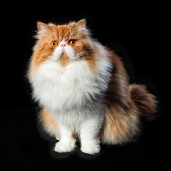 Red big adult persian cat costs on a black background