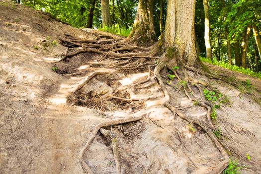 growing trees in the summer. Belarus