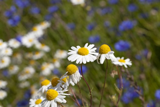   the flower of a camomile photographed by a close up.