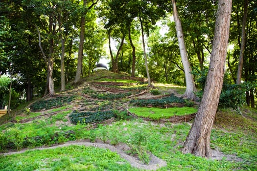 growing trees in the summer. Belarus