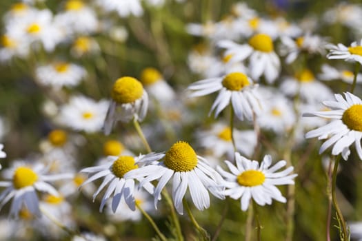   the wild white daisies growing in a field. small depth of sharpness