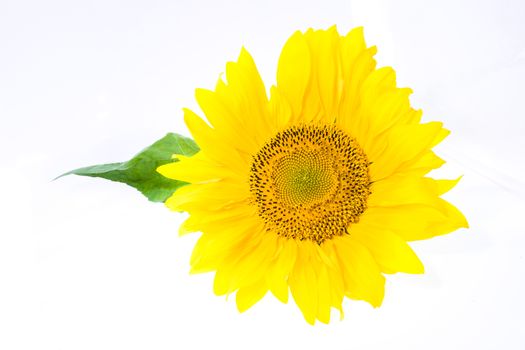 mature flower sunflower, photographed in close-up