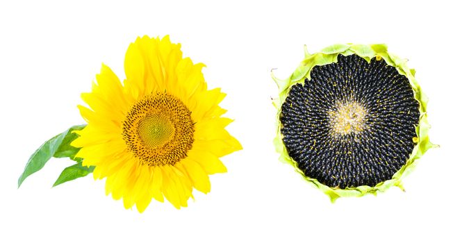 mature flower sunflower, photographed in close-up
