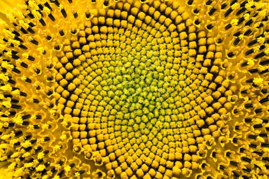 mature flower sunflower, photographed in close-up