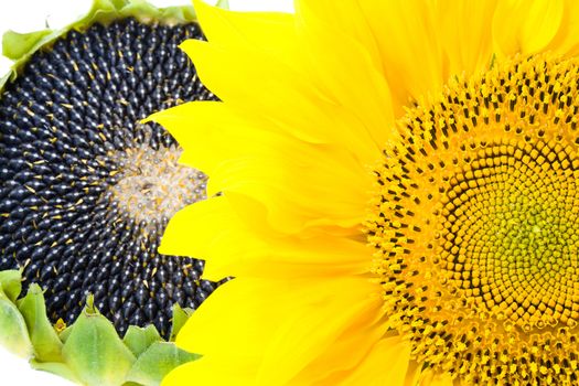 mature flower sunflower, photographed in close-up