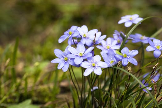  the small blue spring flowers appearing at the beginning of spring