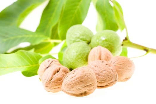 walnuts are isolated on white. a close up