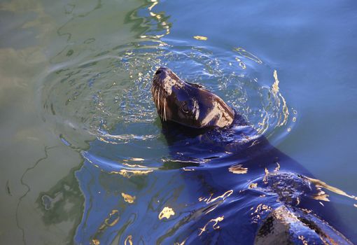 Gray seals in bay in San Francisco, California