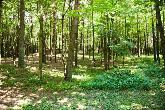 growing trees in the summer. Belarus