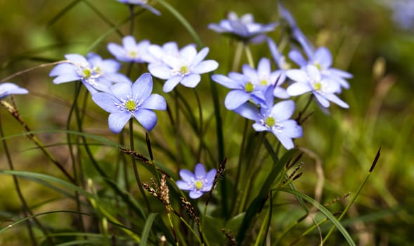   flowers the glades, appearing one of the first in a spring season