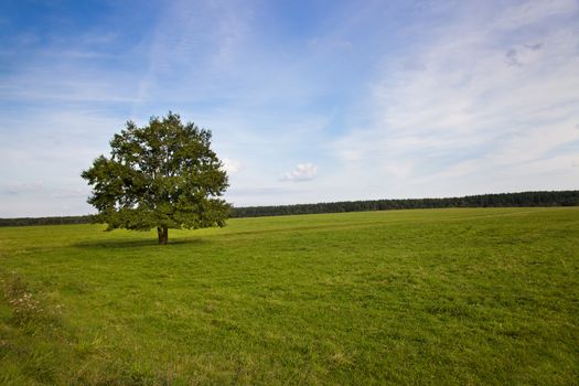 tree growing in a field in summer