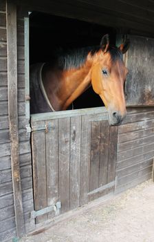 Horse in stable