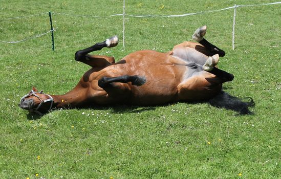 Horse rolling in field